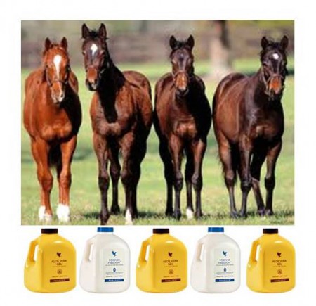 Aloe Vera & les chevaux